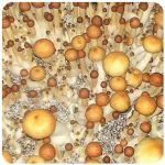 Псилоцибиновые (галлюциногенные)  грибы Psilocybin "Golden Teacher" в Азнакаево