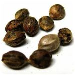 Семена марихуаны АК-47  (Seeds AK-47) в Азнакаево